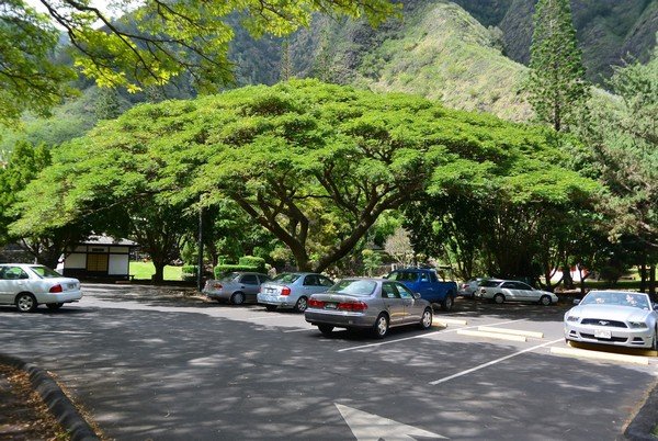 park car under trees