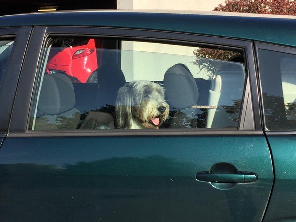 car window slightly open with dog inside