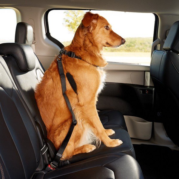 how to travel with pet in car