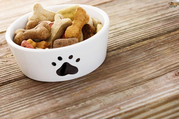 bowl of dog food 