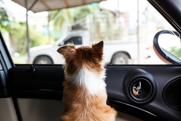 a dog looks out the car window how to travel with dog in car