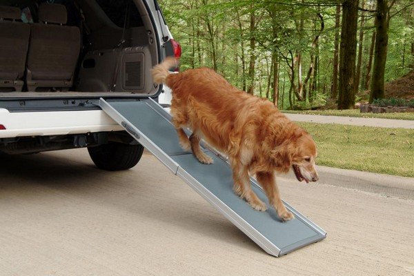 Dog goes out of the car on a pet ramp