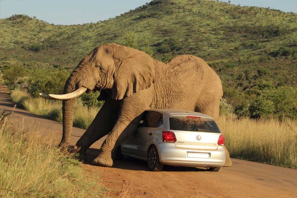 weirdest traffic laws in South Africa