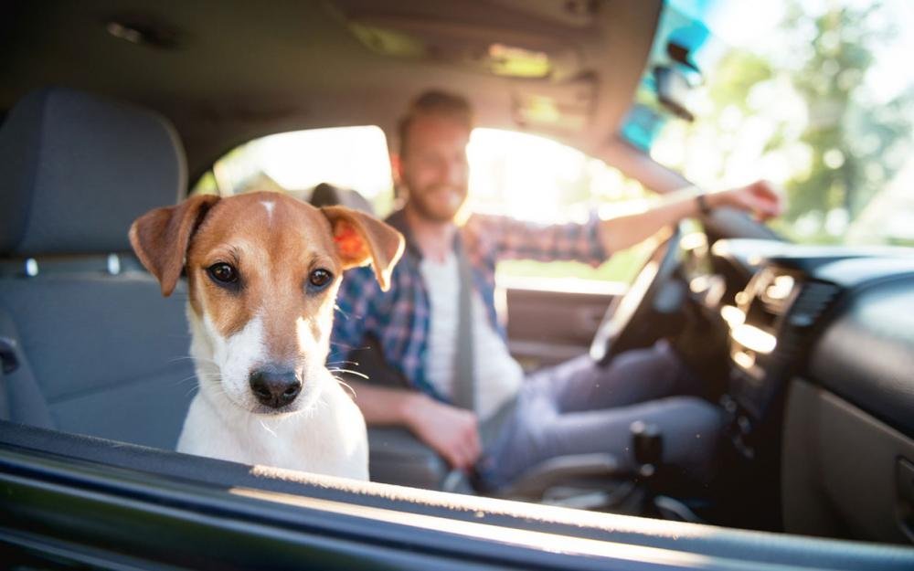 Driving with pups in car