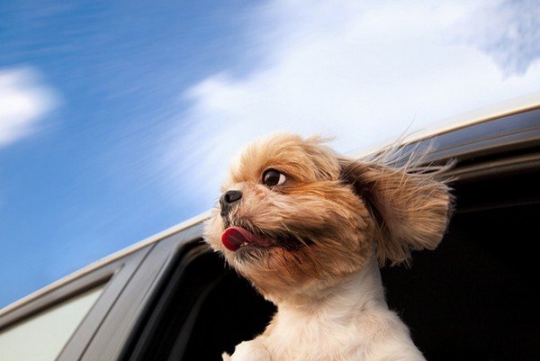 dog leaning out of the car window