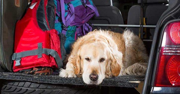 dog sitting tiredly on the boot space