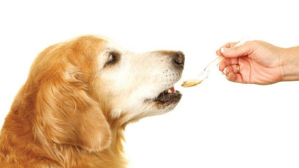 dog taking medications 