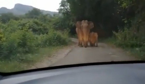 car captured by elephants