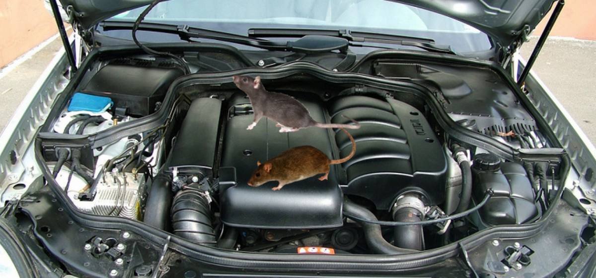 mice and rats in car engine