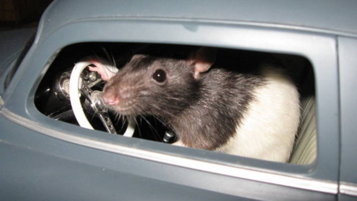 Rats in cars
