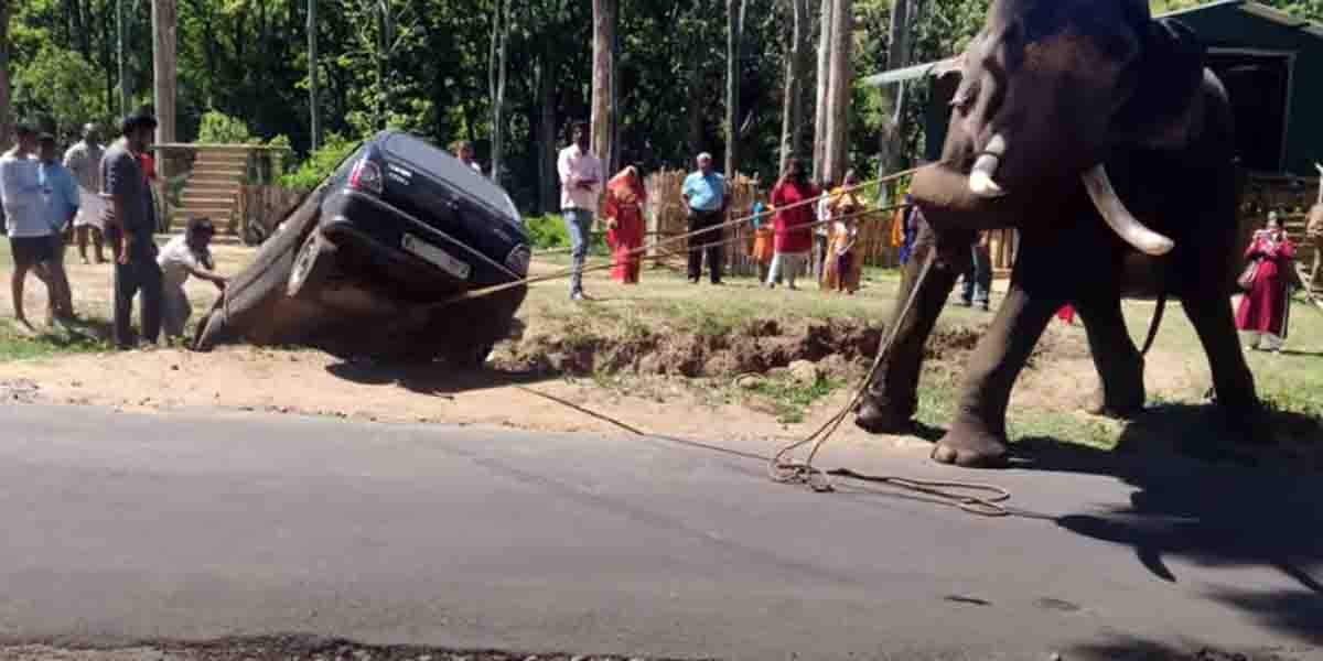 Maruti 800 Rescued By An Elephant