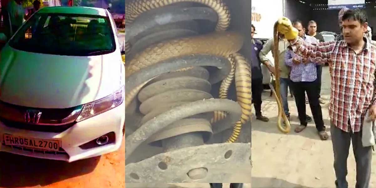 Venomous Snake Successfully Rescued From Honda City