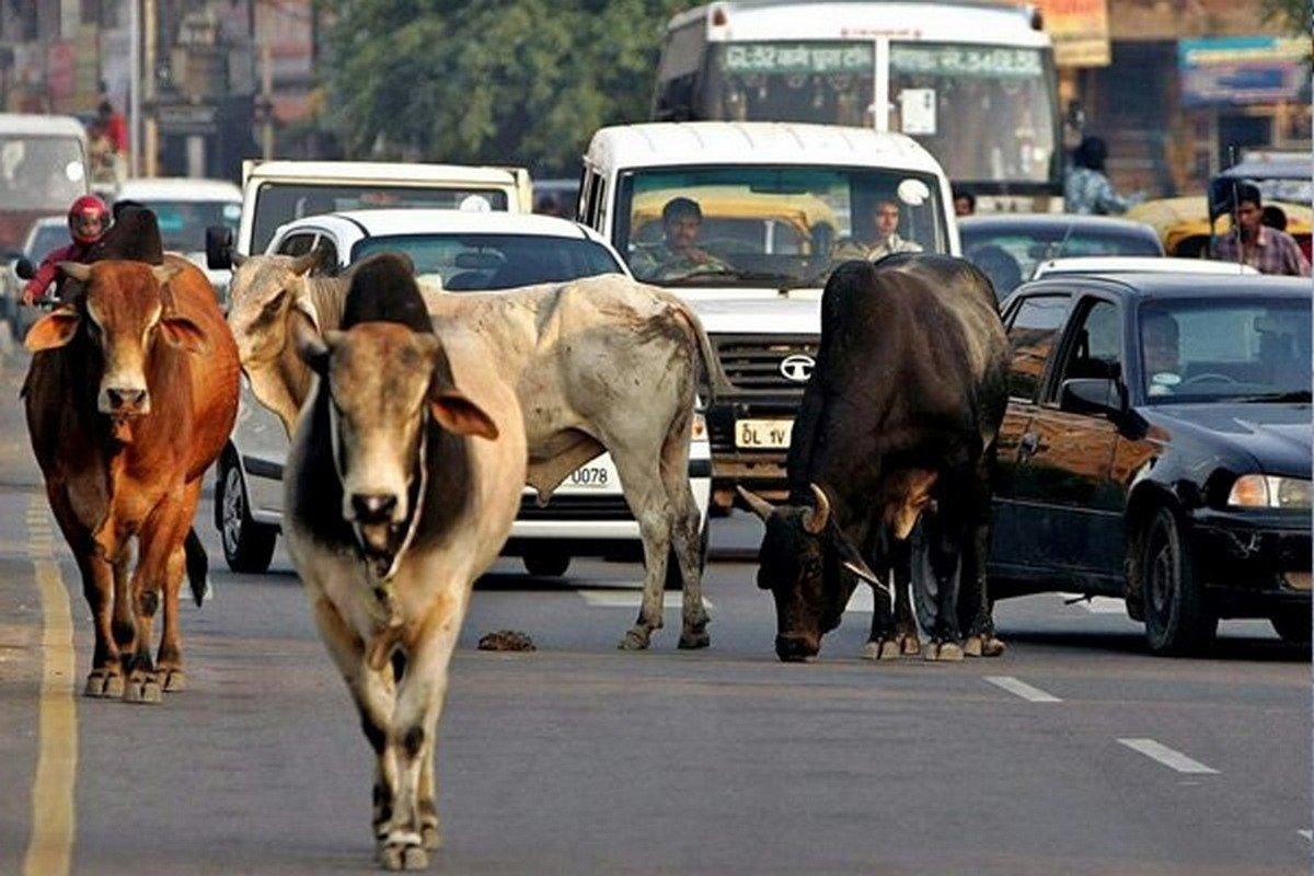 Cows on the road