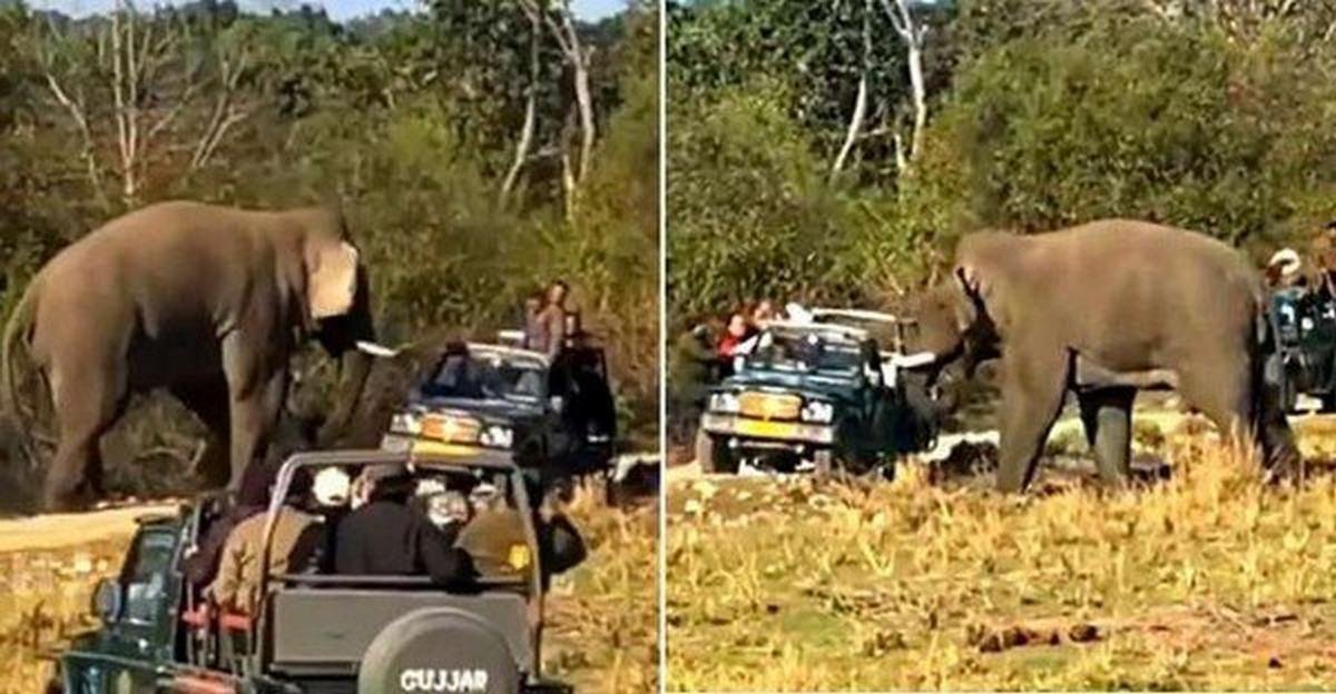 elephant attacked Maruti Gypsy