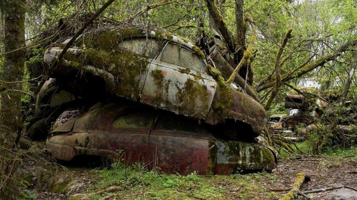 two rusted car in the forest  