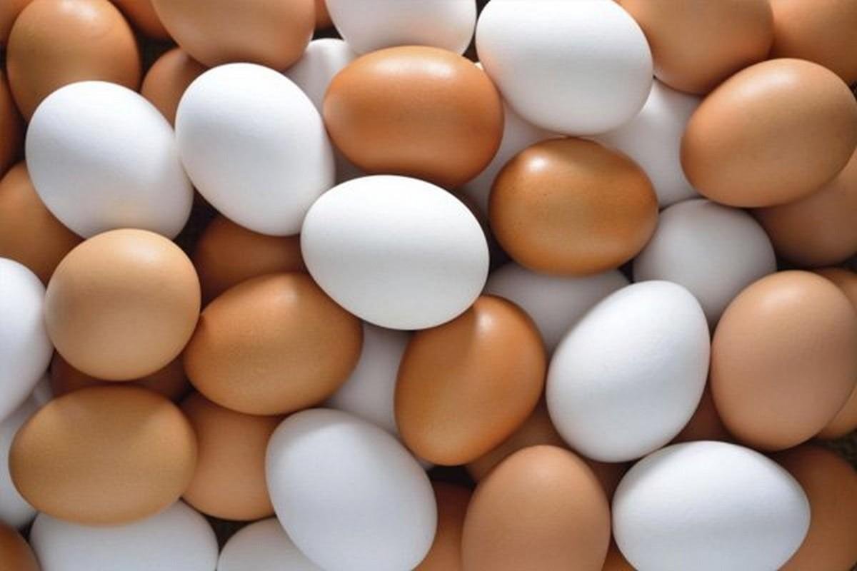 white eggs and brown eggs