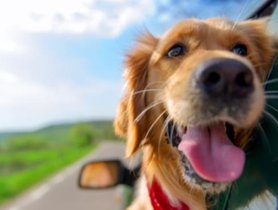 How to travel with pets in the car?