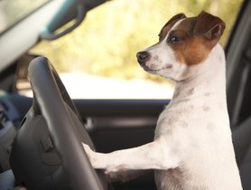 What Should You Know About Dogs’ Motion Sickness?
