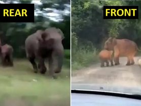 Car Gets Captured Between A Herd Of Elephants, Check Out What Happens Next [Video]