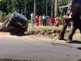 Watch an Elephant Rescuing a Maruti 800 Stuck in a Ditch