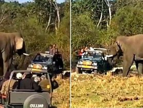 What Happens When A Tourist-Filled Maruti Gypsy Gets Attacked By An Elephant? 